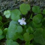 Cymbalaria aequitriloba Habit