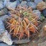 Echinocactus texensis Yaprak