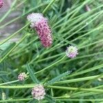 Sanguisorba alpina Lorea