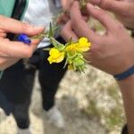 Bellardia trixago Fleur