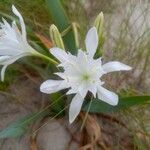 Pancratium maritimumFlower