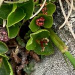 Salix herbacea Cvet