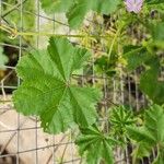 Malva parviflora Folha