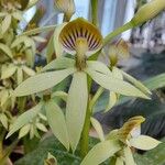 Prosthechea fragrans Fleur