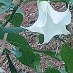 Brugmansia suaveolens Blomst