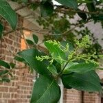 Ligustrum robustum Leaf