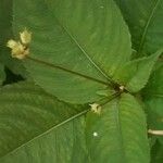 Impatiens balfourii Blad