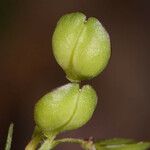 Lepidium nitidum Frutto