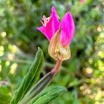 Oenothera rosea Cvet
