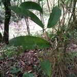 Leonia glycycarpa Hoja