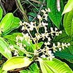 Miconia prasina