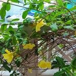 Allamanda schottiiFlors
