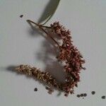Persicaria maculosa Flower