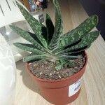 Gasteria excelsa Hostoa