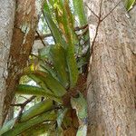 Aechmea distichantha Leaf