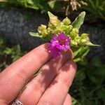 Mirabilis nyctaginea Flor