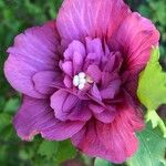 Hibiscus mutabilis Çiçek