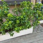 Barbarea rupicola Hoja