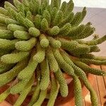 Euphorbia caput-medusae Ліст