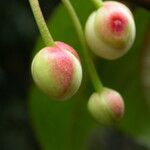 Schisandra grandiflora Frukto