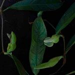Philodendron surinamense Leaf