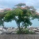 Albizia julibrissin ᱛᱟᱦᱮᱸ