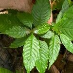 Palicourea cyanococca List