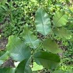 Myroxylon balsamum Leaf