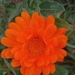 Calendula algeriensis Flors