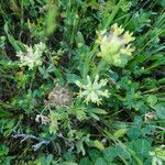 Trifolium fucatum Natur