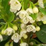 Ilex crenata ফুল