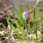 Ophioglossum lusitanicum Хабит