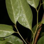 Sarcaulus brasiliensis Leaf