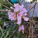 Cardamine raphanifolia Fleur