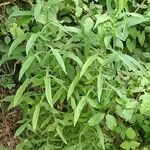 Lactuca canadensis Leaf