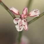 Eriogonum vimineum Flower