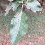 Ehretia cymosa Leaf