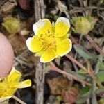 Potentilla pusilla Bloem