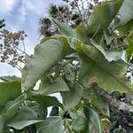 Kalanchoe beharensis Blad