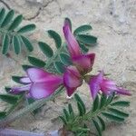Hedysarum spinosissimum List