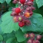 Rubus phoenicolasius Fruit