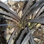 Ophiopogon planiscapus 葉