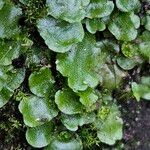 Chrysosplenium oppositifolium Folha