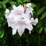 Mackaya bella Virág
