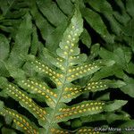 Polypodium californicum Hoja