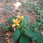 Barleria prionitis Blomst