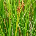 Carex montana Floro
