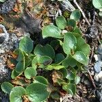 Salix herbacea Muu