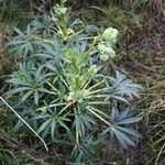 Helleborus foetidus عادت داشتن