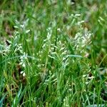 Poa pratensis Blüte